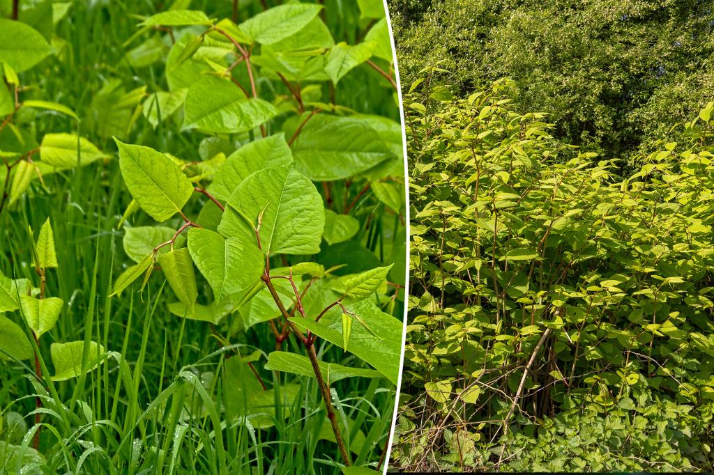 Invasive, fast-growing plant threatens homes, property prices as it spreads across the US